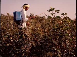 A worker spraying the cotton plants with a pesticide
