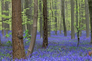 Thousands of Bluebells bloom in a forest near Halle, south of Brussels