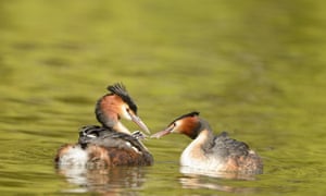 Great Crested Grebes nesting in the campus of York University