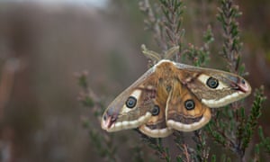 Male Emperor moth at rest on some heather in the Berwyn's North Wales