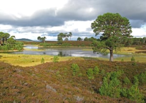 Abernethy Forest in Scotland as thousands of trees are to be planted at the Speyside nature reserve as part of a project to help restore the country's native Caledonian pine forests