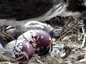 UK's oldest known breeding osprey, who has laid her 70th egg at a nature reserve