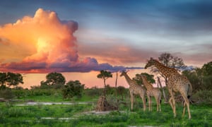 A landscape view of giraffe walking beneath a breathtaking technicolour sunset in the Okavango Delta, Botswana