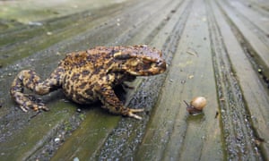 Big Garden Birdwatch : Common Toad 