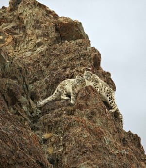 snow leopards spotted in the Hemis National Park