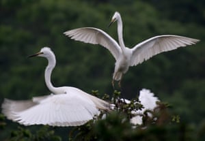Egrets frolic in the Tieshansi National Forest Park  in Xuyi, China. 