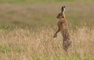 2014 Mammal Photographer of the Year 1rst place: Hare by Stuart Scott