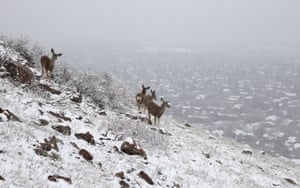 Deer forage for sprouting grass and flowers, as fresh snow falls over Boulder