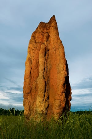 ANIMAL ARCHITECTURE, book out April 2014 Cathedral Termite Mound (Nasutitermes triodiae) / Kakadu NP., Northern Territory, Australia