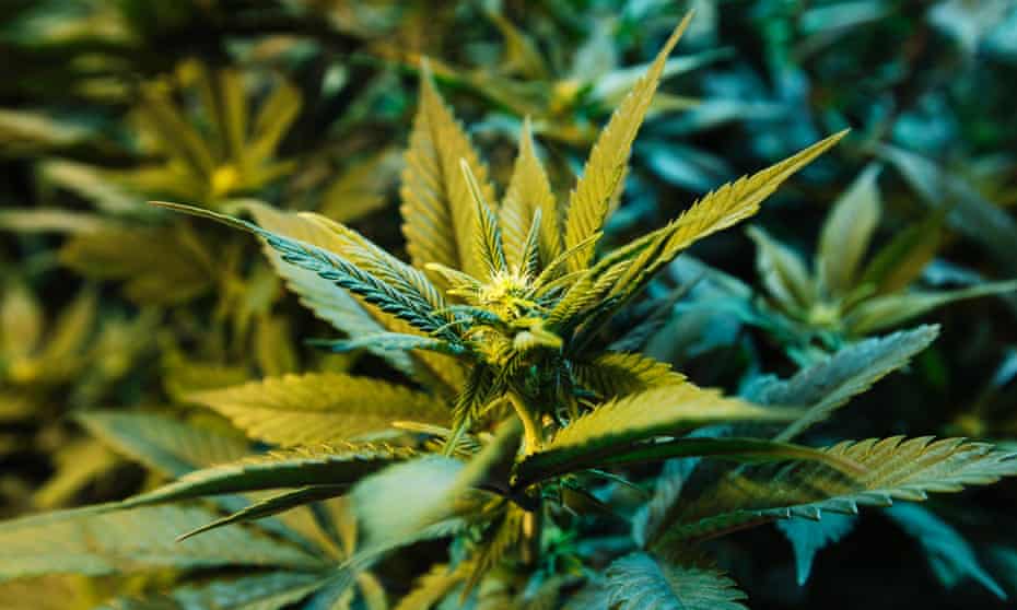 Pot Smoking Parents Explain The Rules Of Getting High At Home Around The Kids Ruth Spencer And Nadja Popovich The Guardian Pot Smoking Parents Explain The Rules Of Getting High At Home Around The Kids Ruth Spencer And Nadja Popovich The Guardian