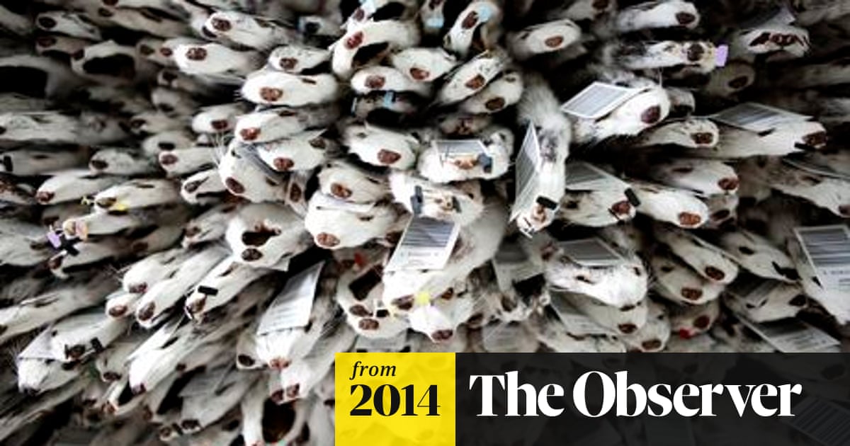Fur Trade Booms Fuelled By China But Bubble May Be About To Burst Fashion The Guardian