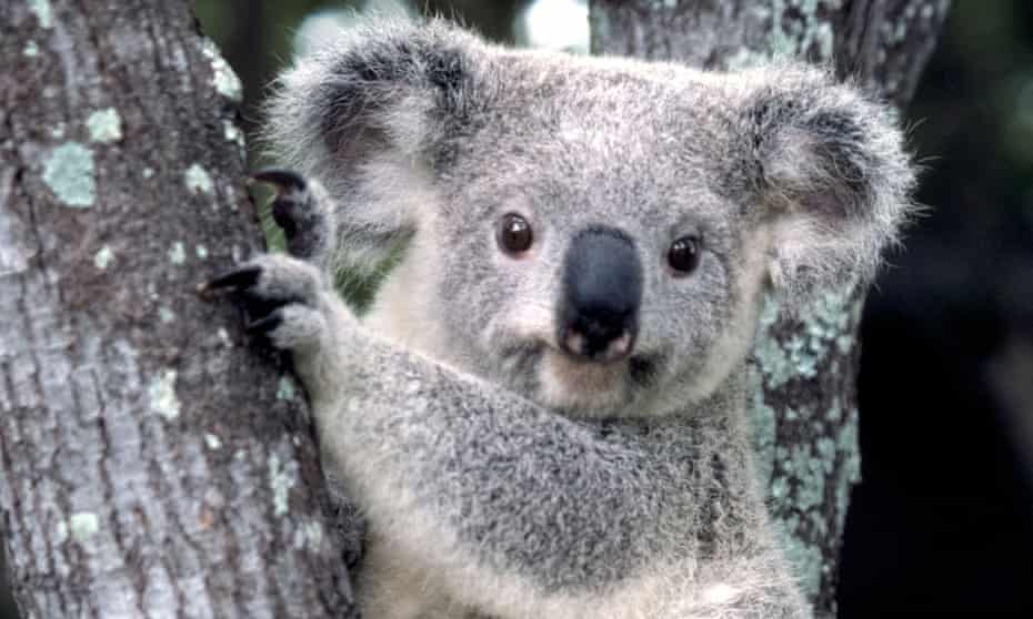 The environmental offset scheme allows irreplaceable vegetation to be destroyed in some areas that critics say could leave koala habitats vulnerable.