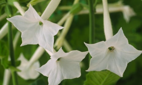 how much tobacco does one plant produce How to Grow, Harvest and Cure Tobacco how much tobacco does one plant produce How to Grow, Harvest and Cure Tobacco