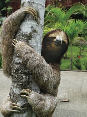 sloth:  sloth   7