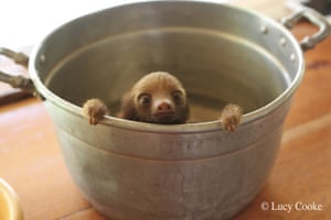 sloth sloths animal super cutest ever power cooke lucy melt haircut worry nobody cook tiny going don photograph zoologist guardian