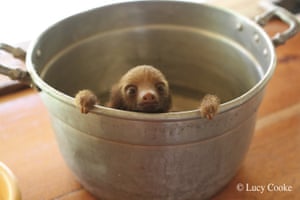 sloth: sloth 4
