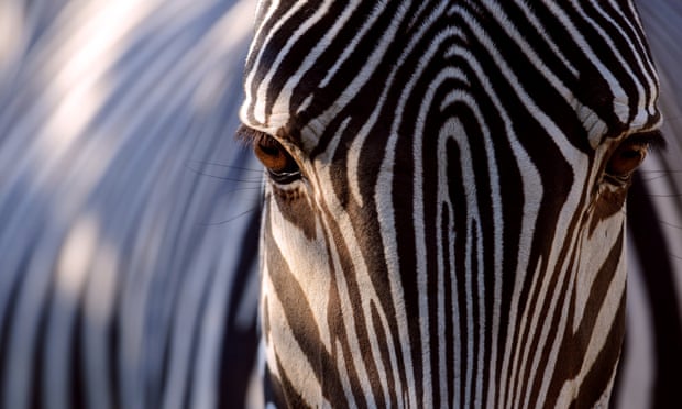 Why does the zebra have stripes?