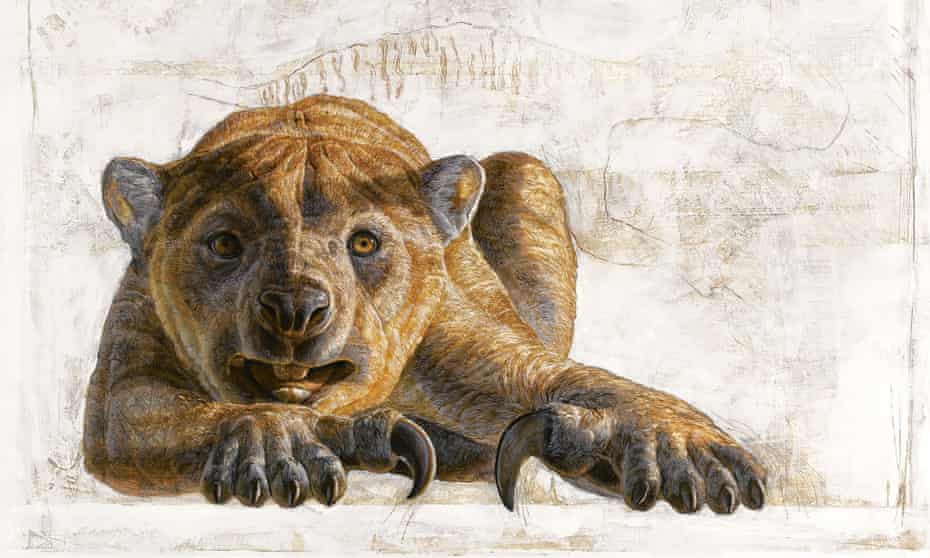 A marsupial lion, Thylacoleo carnifex