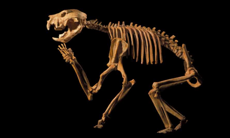 A cast of a Thylacoleo carnifex skeleton, an extinct giant marsupial, Adelaide, Australia.