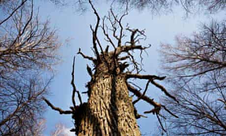 Dead oak tree