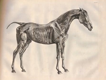 The Anatomy of the Horse print (1766) by George Stubbs
