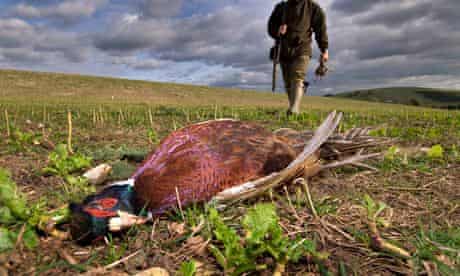 Pheasant shooting in West Sussex