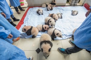 China's Giant Panda Research Center.