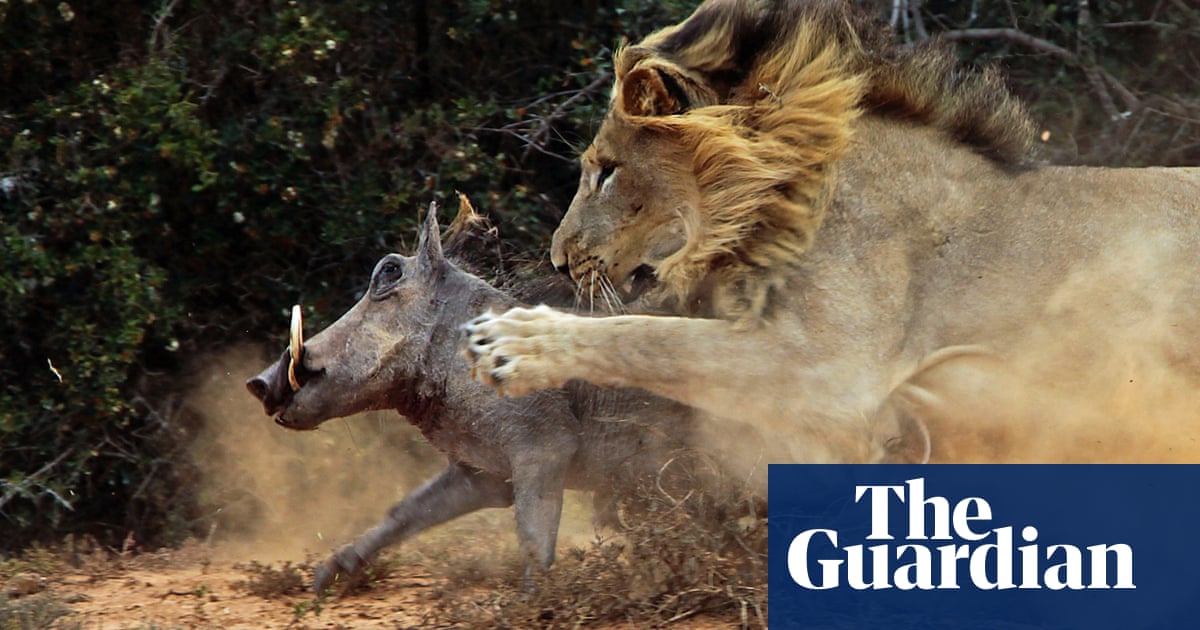 Lion attacks warthog in African game park in pictures Environment