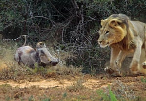 Dr Trix Jonker took an incredible set of photographs capturing the moment an unsuspecting warthog fatally crossed the path of a hungry lion.