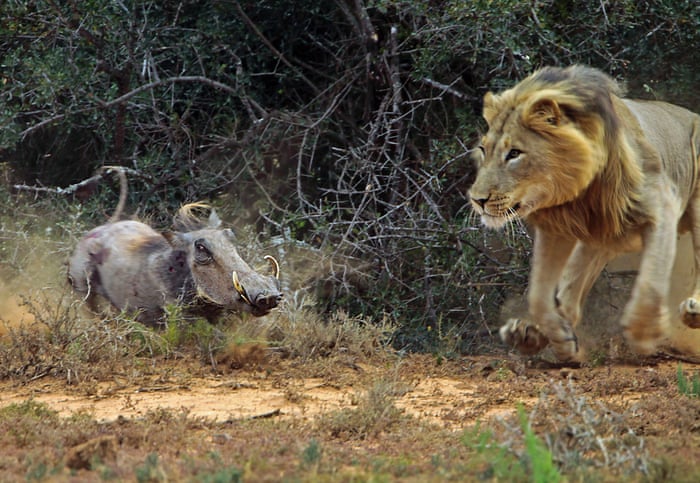 Lion attacks warthog in African game park – in pictures | Environment | The Guardian