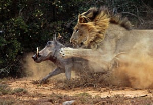 The lion reaches out with its paw to stop the warthog running away.