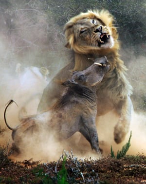 The warthog makes a valiant but futile attempt to escape the lion.