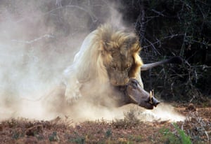 The lion fatally wounds the warthog.