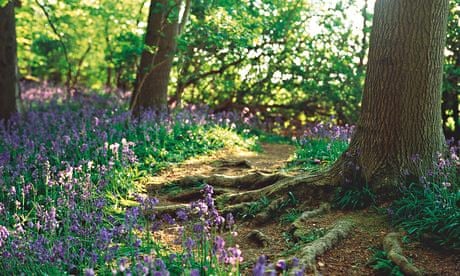 How to Grow Bluebells • Lovely Greens