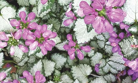 Plant of the week: Lamium 'Mega Purple'