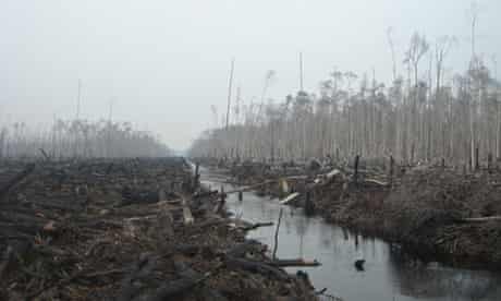 Indonesia Logging