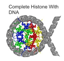 The DNA double helix wrapped around four histone proteins, in a structure called a nucleosome.