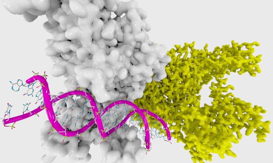 DNA methyltransferase 1, from www.enzymlogic.com.