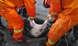 Firefighters rescue a pig from a well in Huanghua, China.