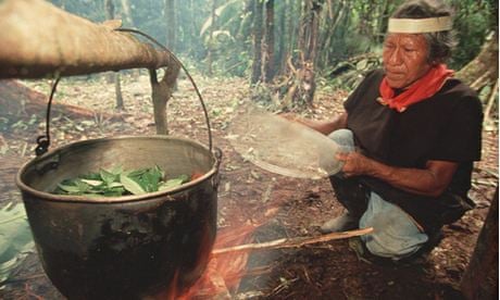 Image of an ayahuasca brew being prepared by a shaman. 