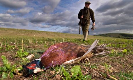 A pheasant shot in a field