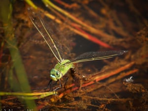 Female Emperor Dragonfl ovipositing in  pond by Sarah Walters on 11 July 2013 
