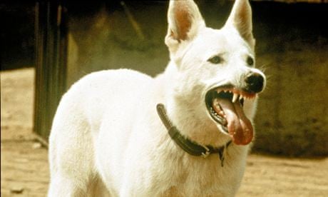 460px x 276px - White Dog, out now on Blu-ray | DVD and video reviews | The Guardian