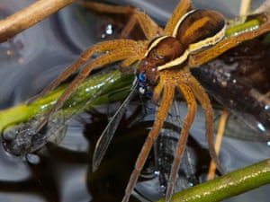 Male Raft Spider Enjoying A Damsel Lunch by Lisa  