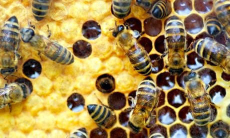 Bees filling honeycombs with honey in their Beehive