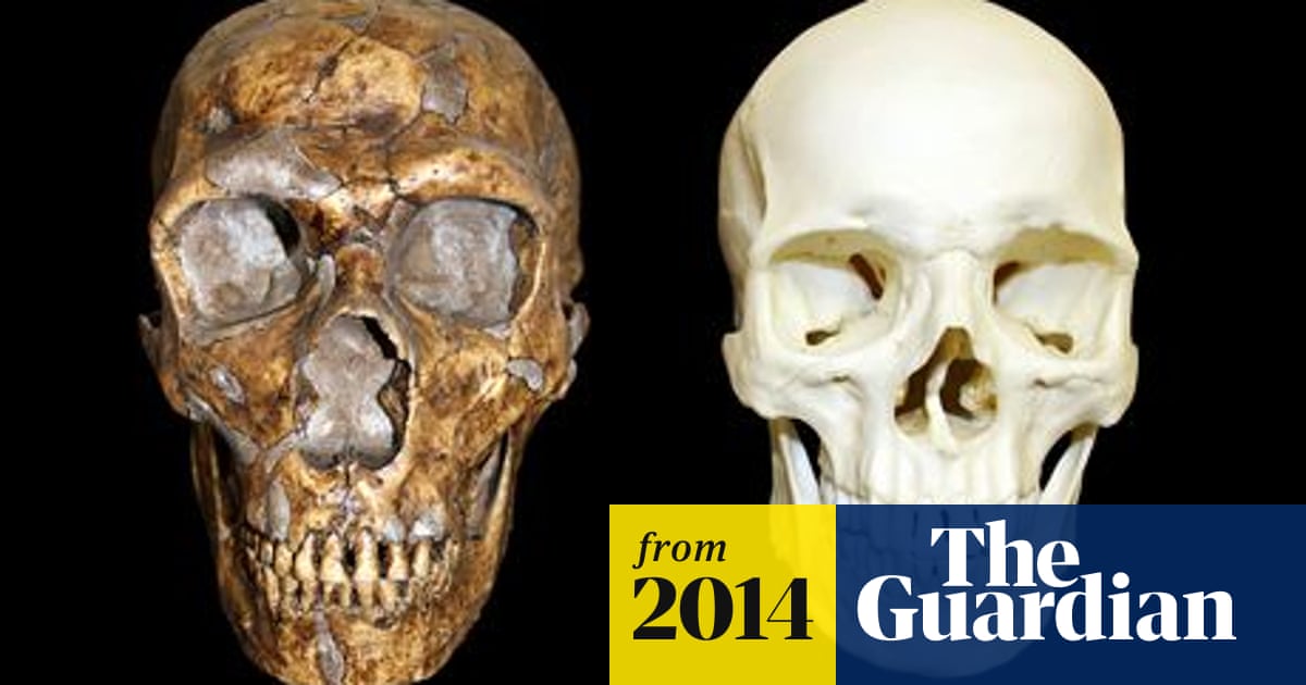 Neanderthals were not less intelligent than modern humans, scientists find  | Neanderthals | The Guardian