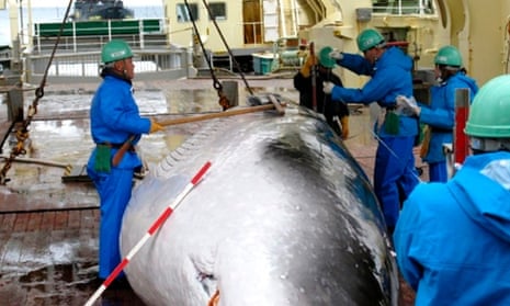 Japanese whalers with a captured minke whale in 2009.