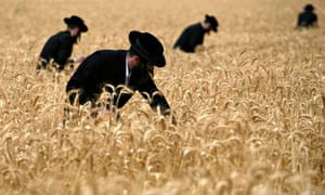 Ultra-Orthodox Jewish men harvest wheat in a field near the Jewish settlement of Mevo Horon