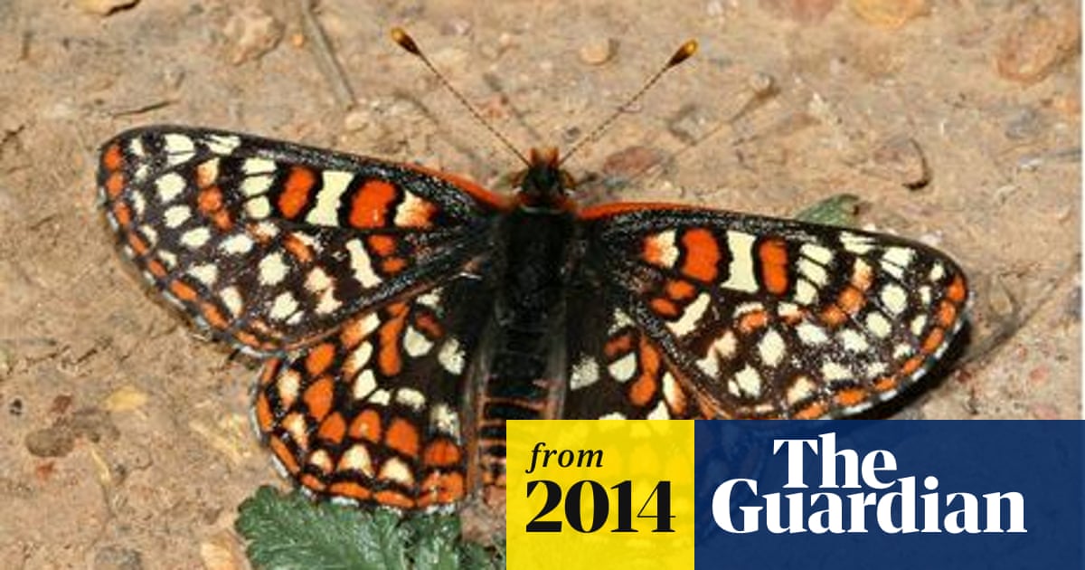 Endangered Butterfly Defies Climate Change With New Diet And Habitat Environment The Guardian