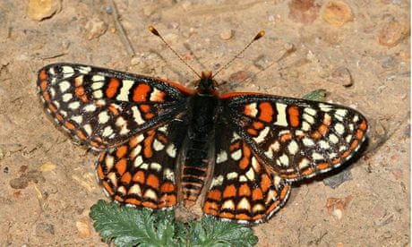 Endangered Butterfly Defies Climate Change With New Diet And Habitat Environment The Guardian